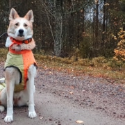 Ostsibirisk_Laika_sitt_Foto_Per_Zakariasson169