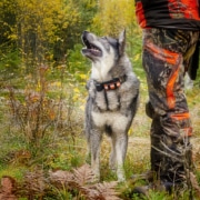 algjakt_jamte_jagare_mlewander169_1500